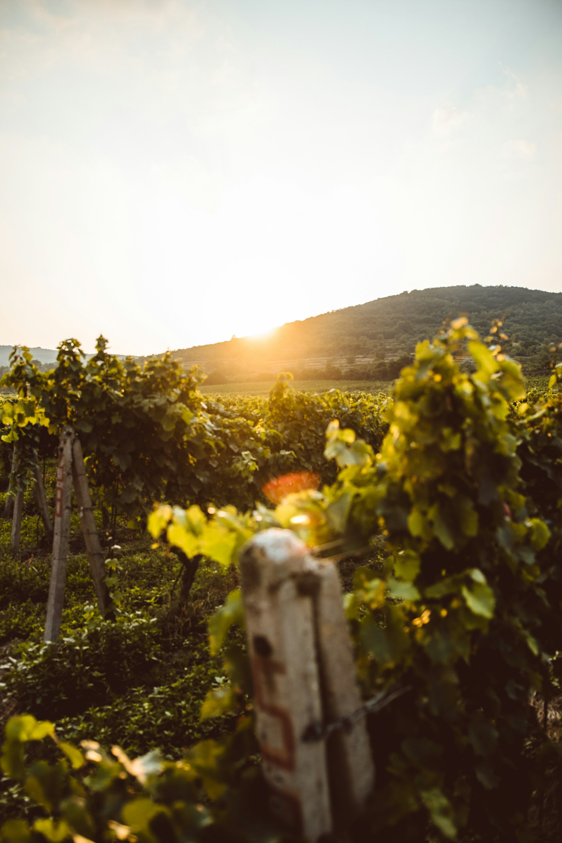 Weinberg-Landschaft in der goldenen Stunde