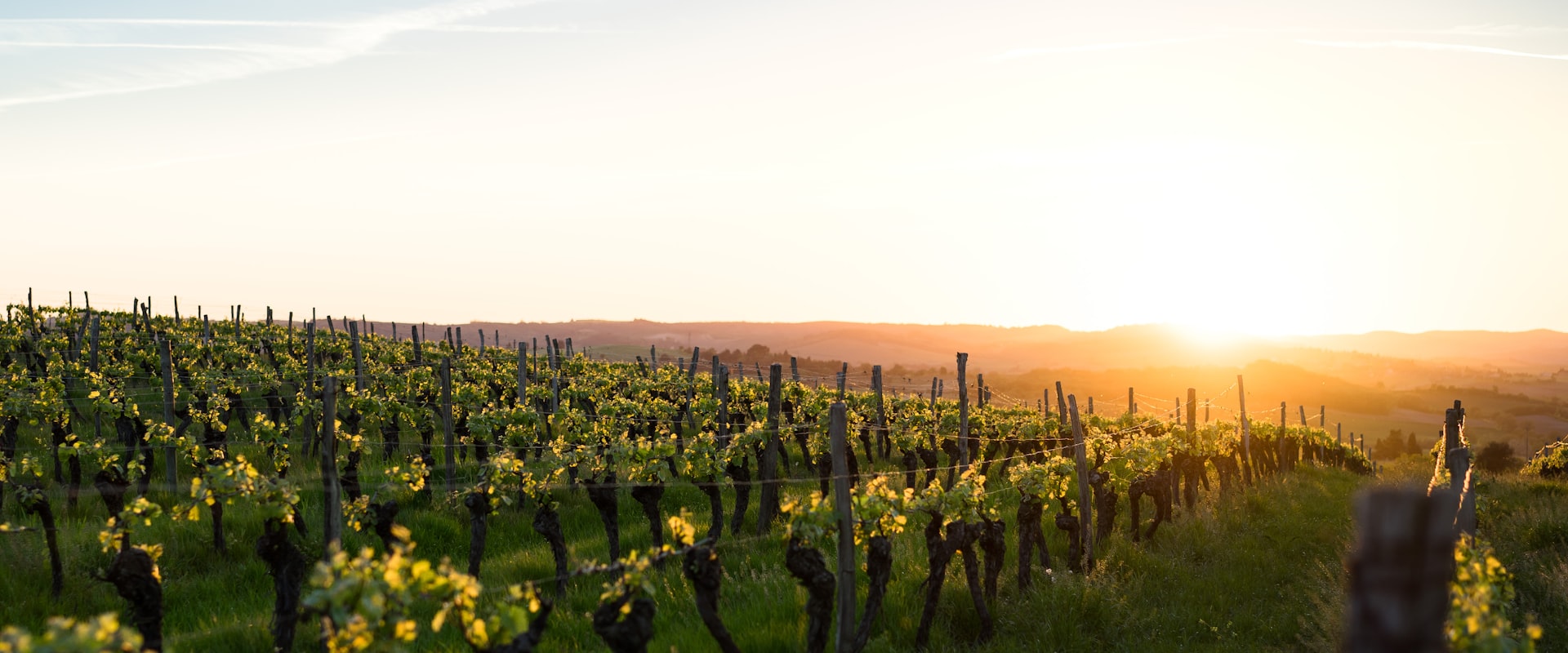 Weinberge in der Abendsonne